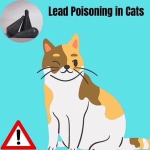 lead danger for cats