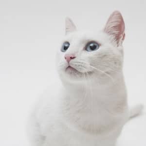 white kitty