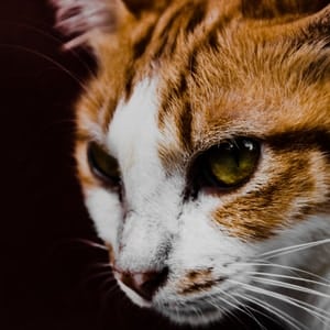 Symptoms of Cherry eye in Cats