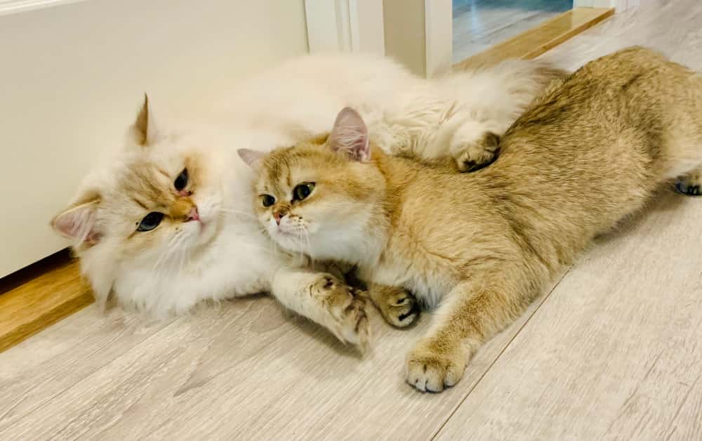 Why cats lick each Others