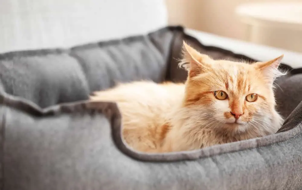how to keep cats off the bed