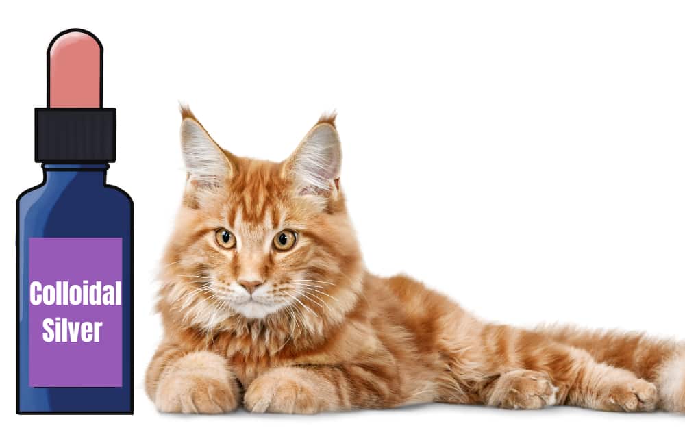 Colloidal silver for Cats