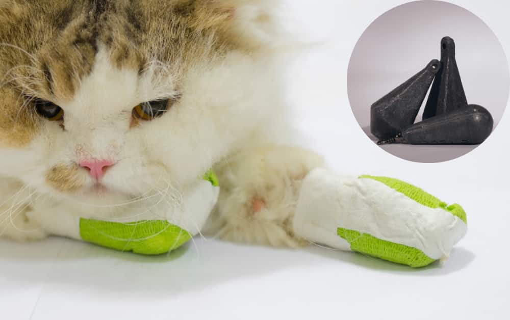 Can cats get Lead Poisoning