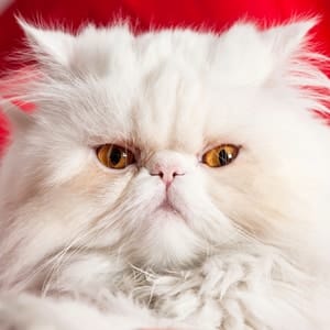 cute white little cat