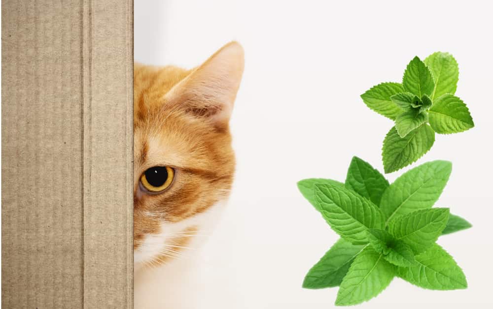 is Peppermint Leaves safe for cats