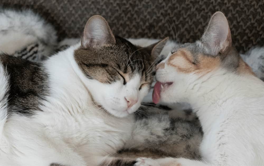 What Does it mean when cats lick each other