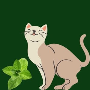 Side effects of Peppermint for cats