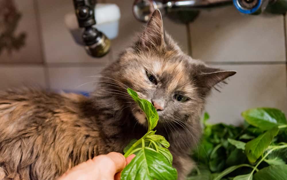 cat eating plant