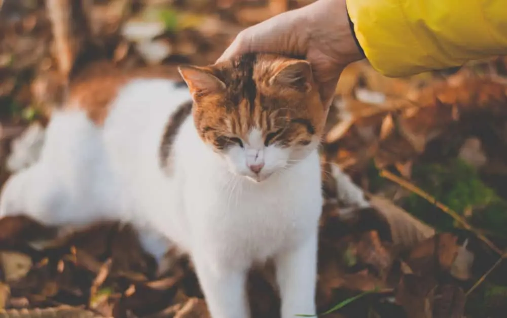 why do cats eat their hair