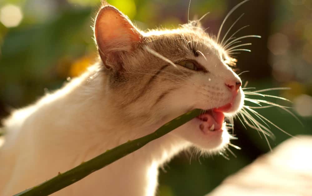 cat eating house plants