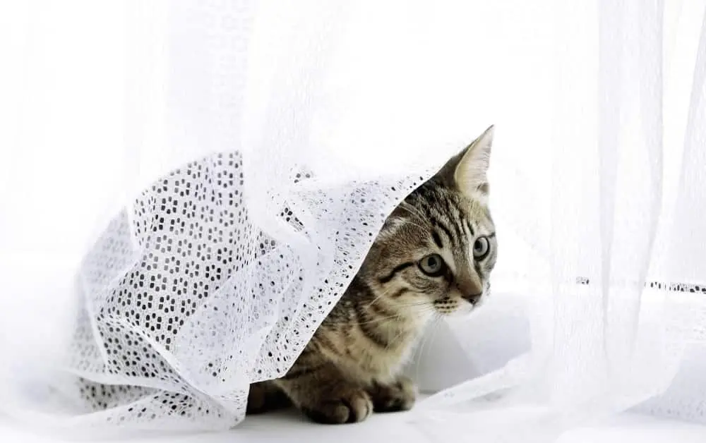 How to keep cats from climbing Curtains