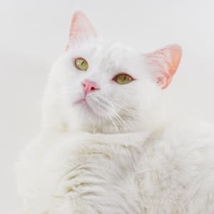 Why is my cats Nose White