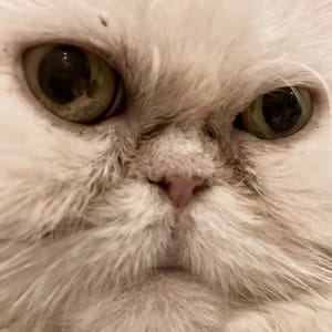 What is cherry eye in Cats