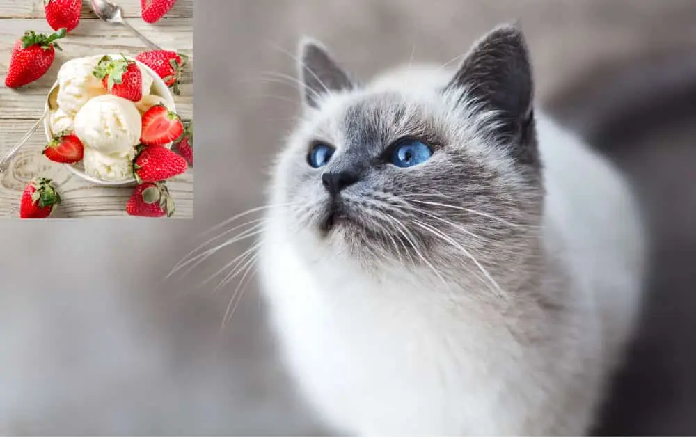 can cats have vanilla ice cream