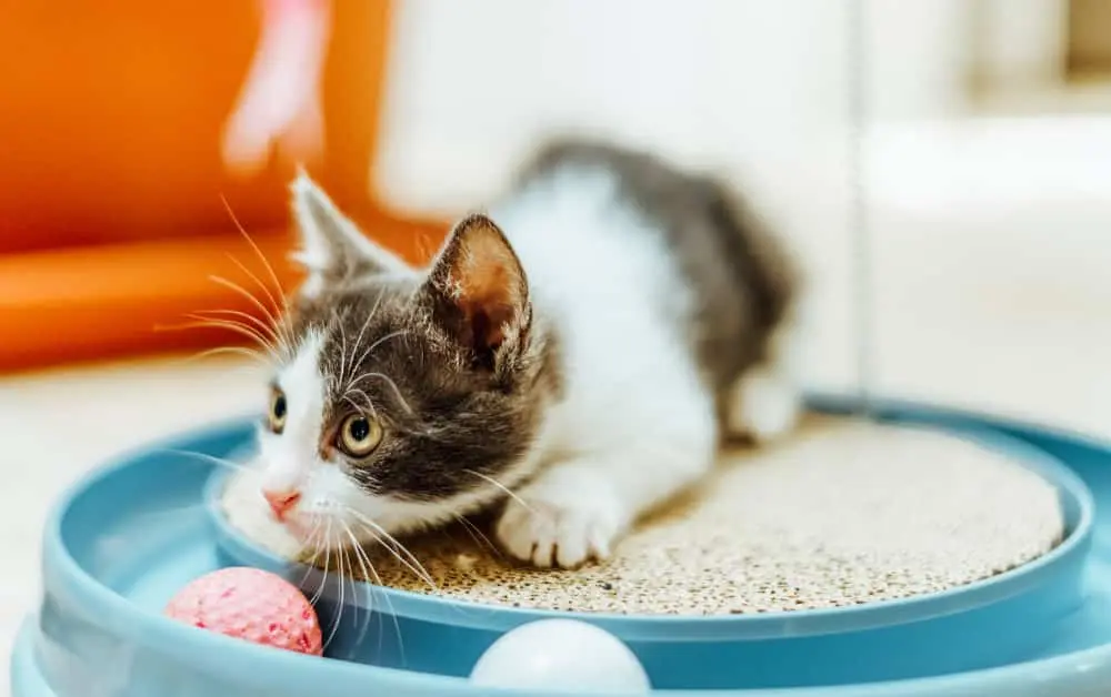 why do cats eat their hair