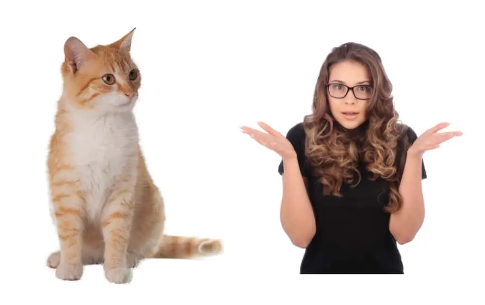 why do cats get hiccups