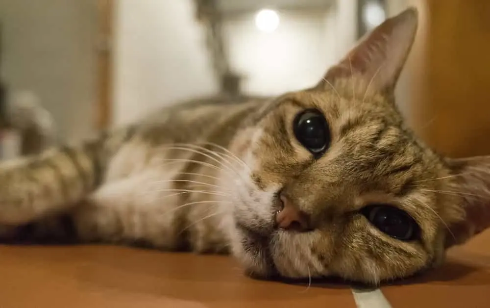why do cats get hiccups