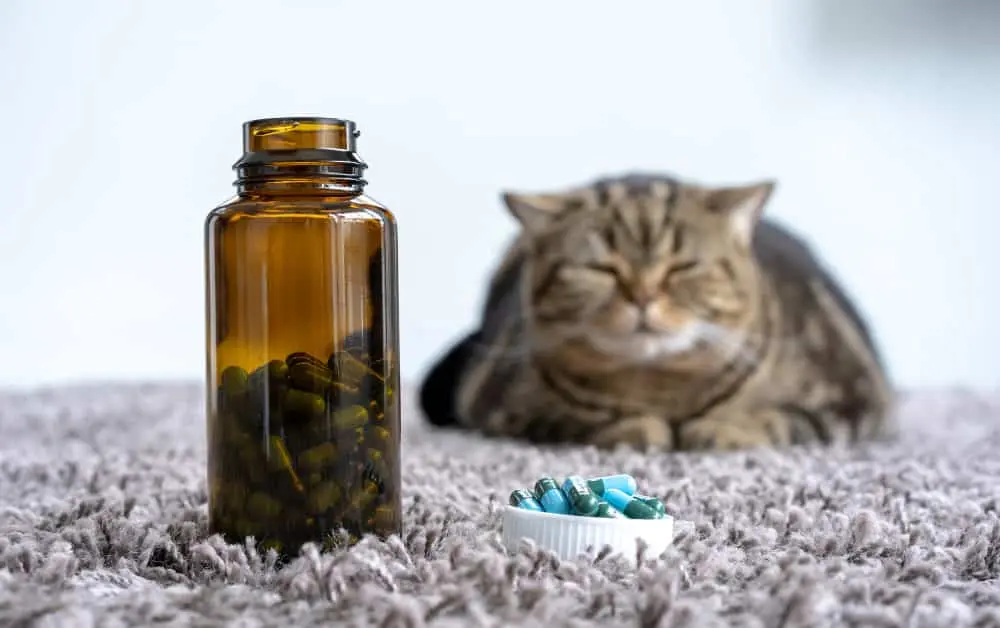 cats shots