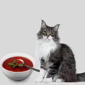 Can cats eat Tomato Soup?