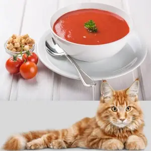Can Cats Eat Cherry Tomatoes?