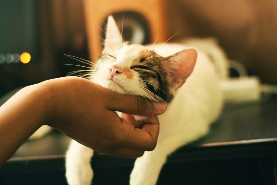 testing sample from your cat