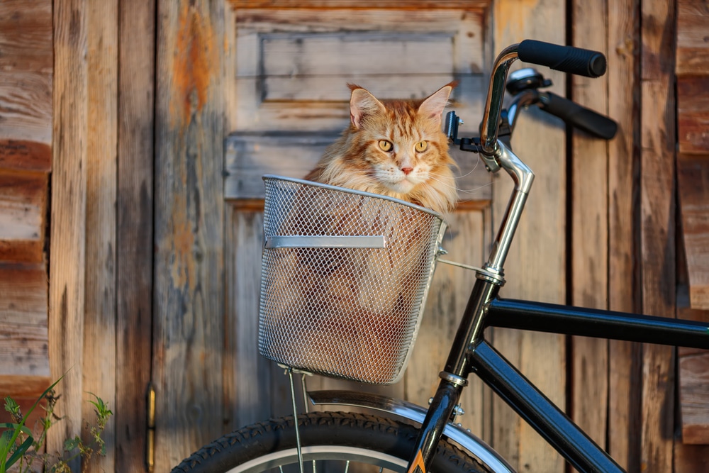 American forest cat on a bike's basket