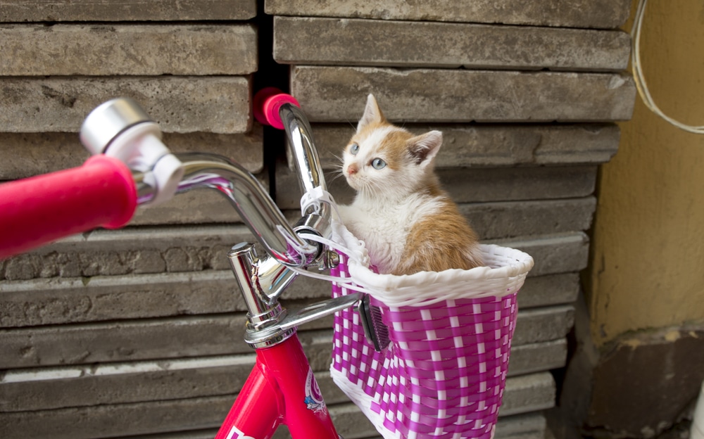 Best cat bike basket