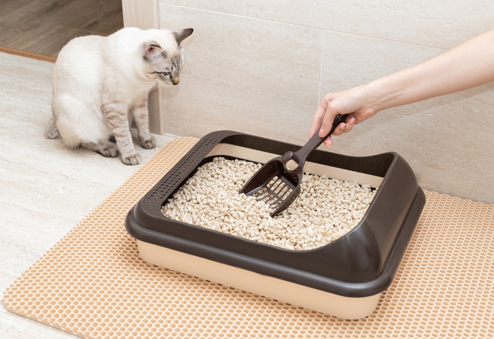 cat litter scoop