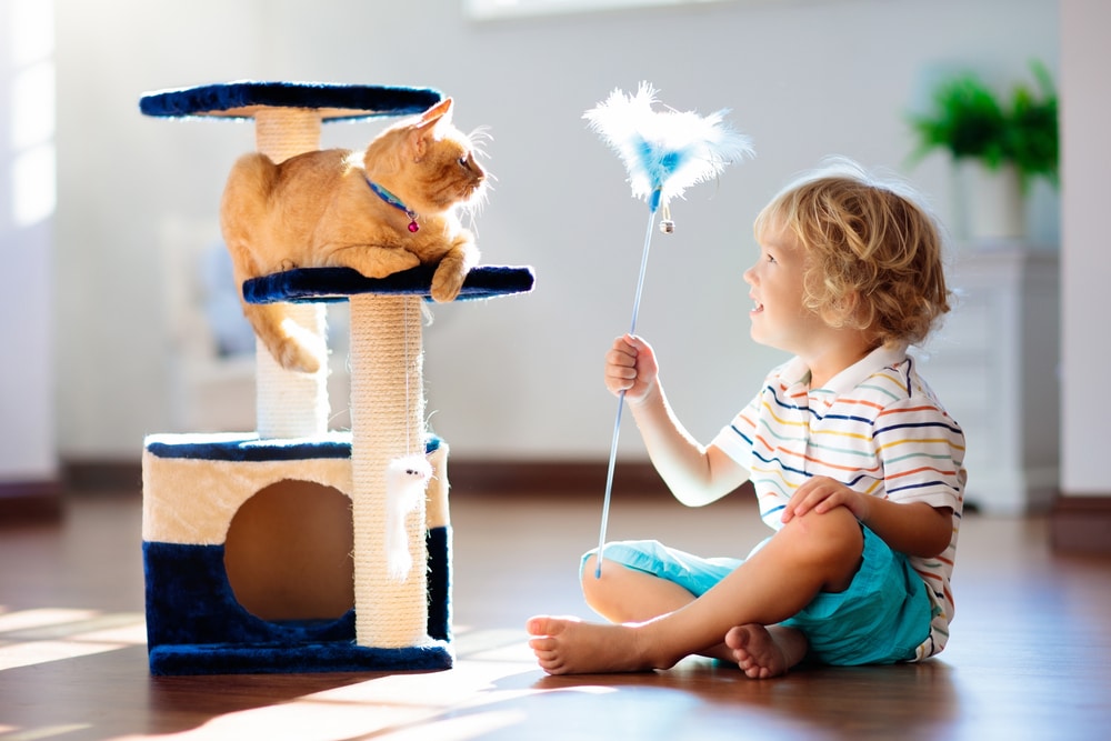 Cat on a Cat tree playing with child
