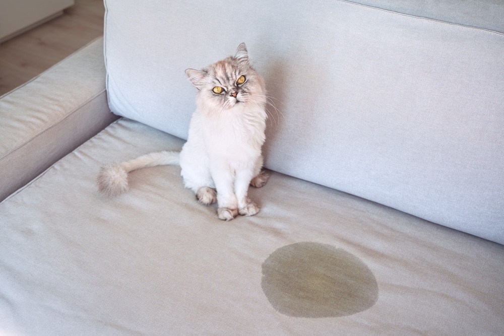 cat pee on the couch