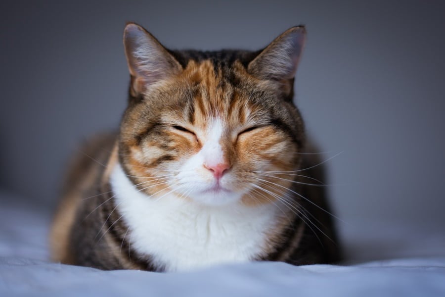 cat with diabetes