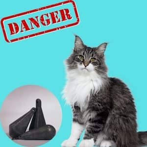 lead poisoning in cats