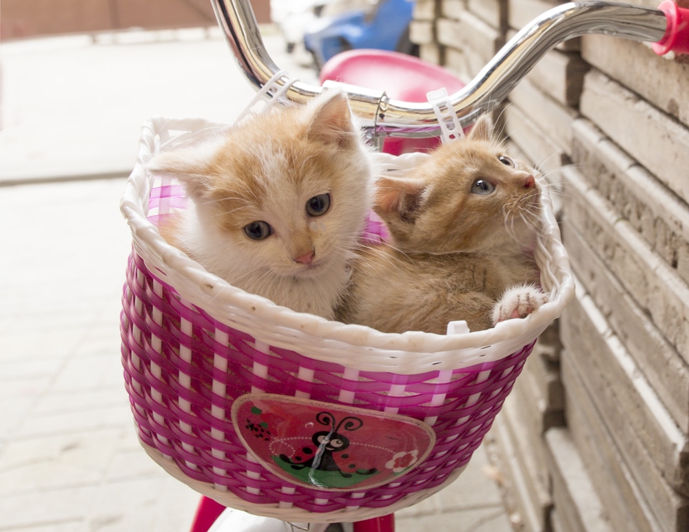 cat bike basket