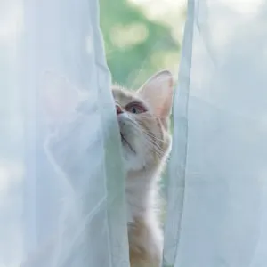 keep cats from climbing