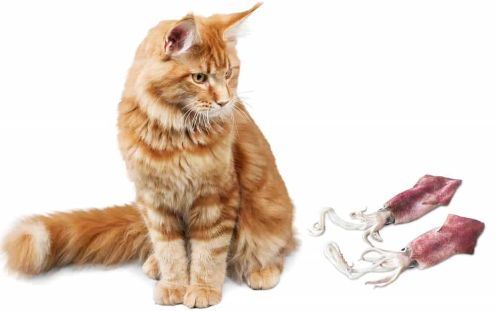 can cats eat raw squid