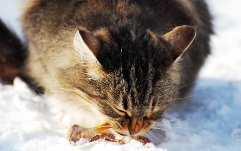 why do cats eat their hair