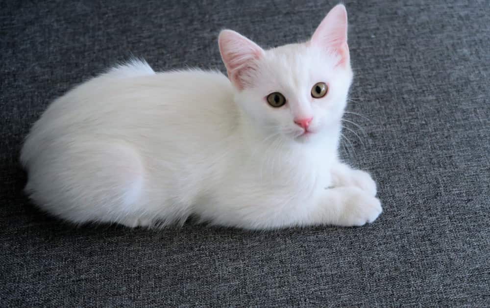 cute white cat