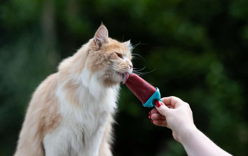 can cats have vanilla ice cream