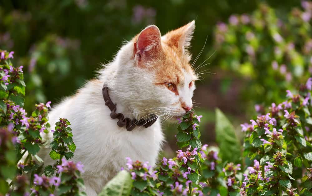 How to stop cats from eating Houseplants