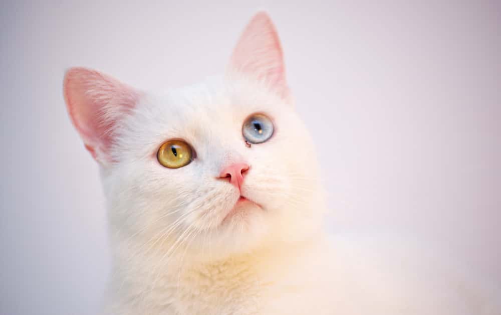 why do cats get hiccups