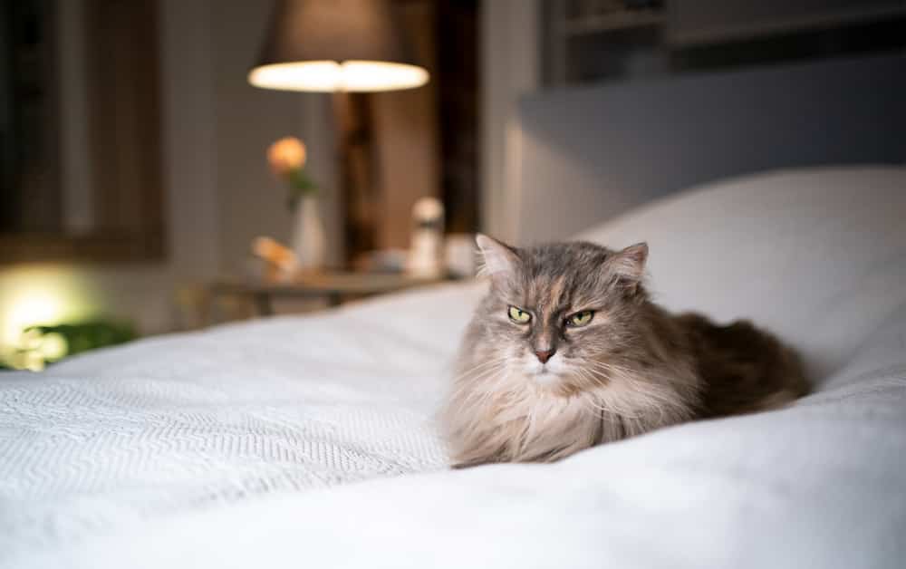 how to keep cats off the bed