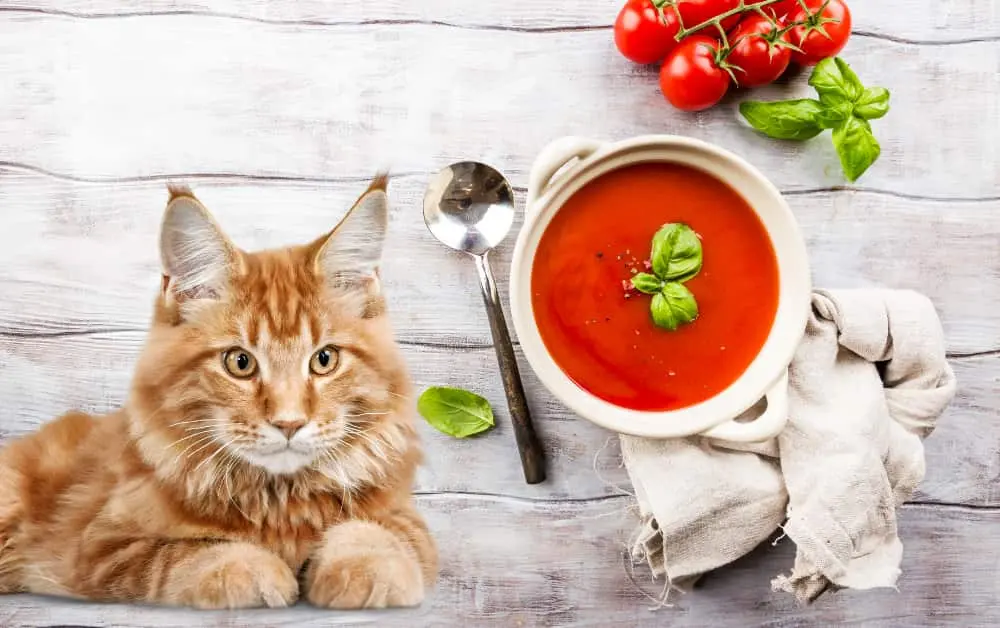 Tomato Soup for cats