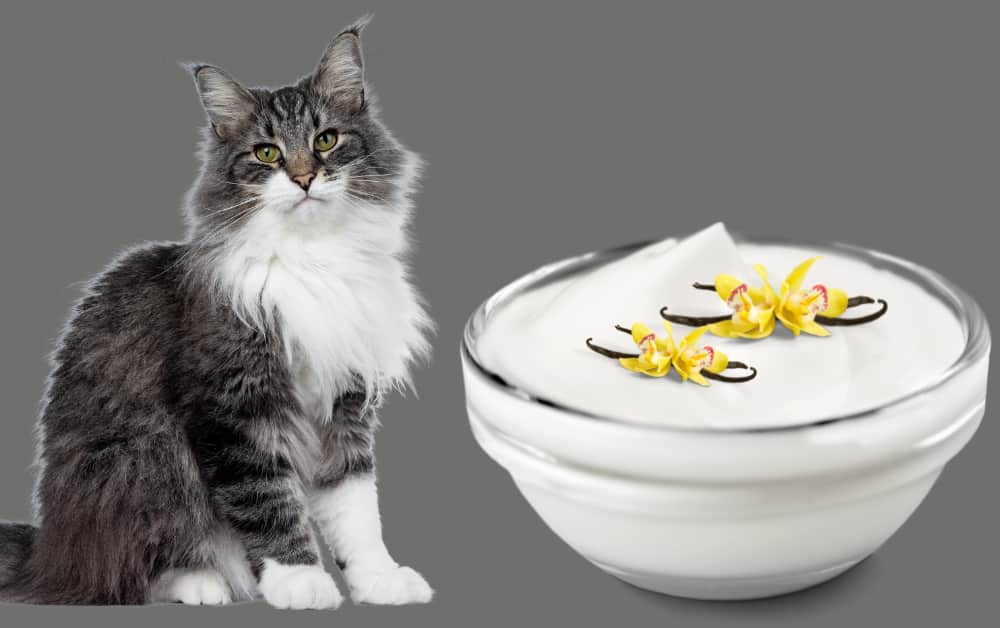 Can Cats Eat Vanilla Yogurt