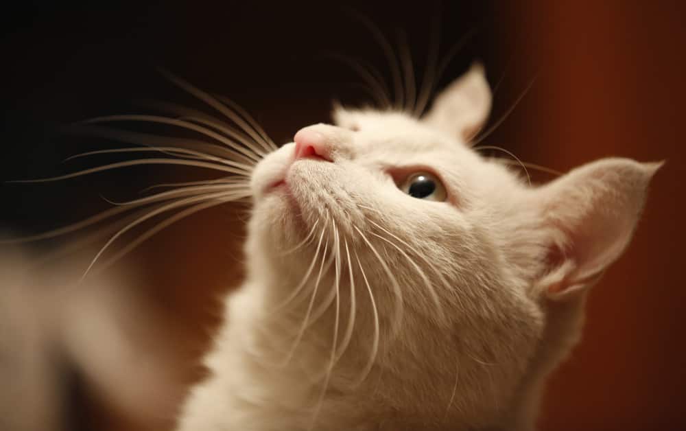 Can cats get Cherry Eye