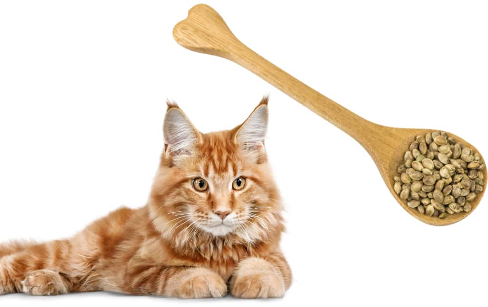 Can Cats eat Hemp seeds?