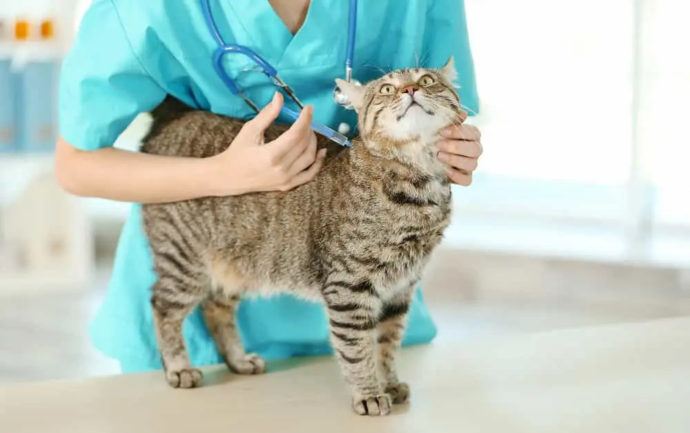 cat vaccination