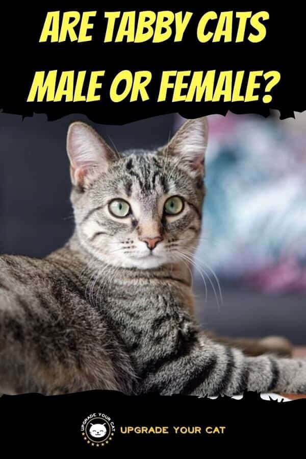 Are Tabby Cats Male or Female