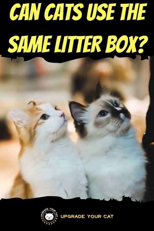 Can Cats Use the Same Litter Box