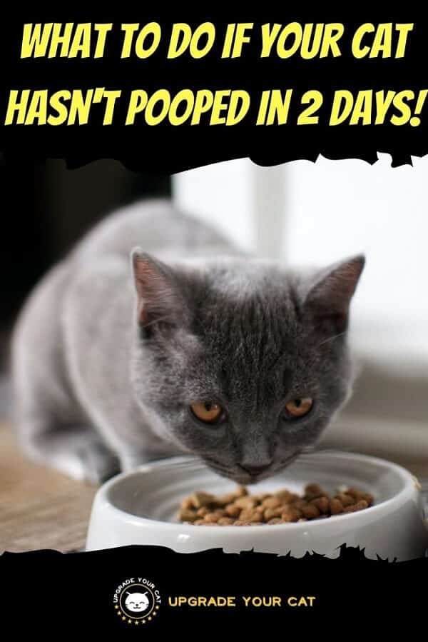 Cat Hasn’t Peed or Pooped in 2 Days