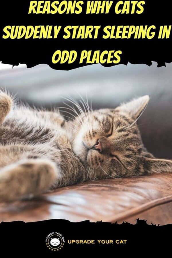 Cat Suddenly Sleeping in Odd Places